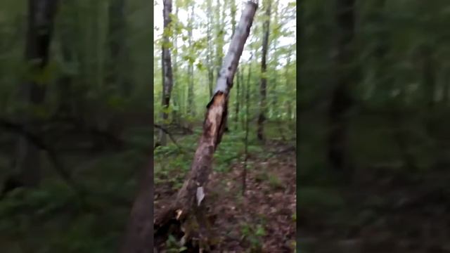 Как РУССКИЕ валят лес?!?! смотреть онлайн