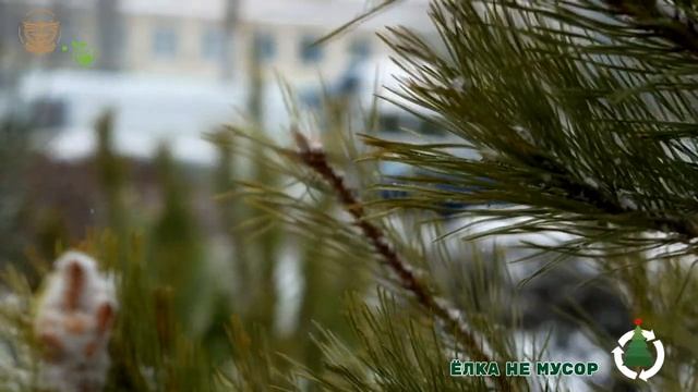 Ёлка не мусор.mp4 смотреть онлайн