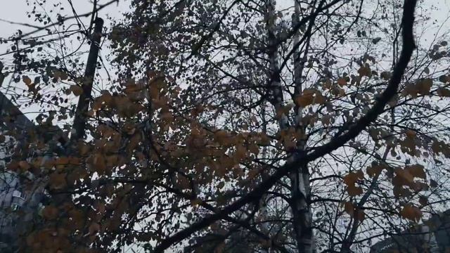 VID 20221103 211448 Письмо в академию 1994 (И. Бродский)...Павел Васильев Лахтинский смотреть онлайн
