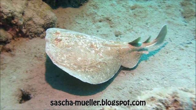 Anke & Sascha - Tauchen im Roten Meer - Riviera Plaza Safaga (Januar 2014) смотреть онлайн