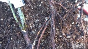 Распаковка посылки с розами из питомника Александра Розес. Сентябрь 2024