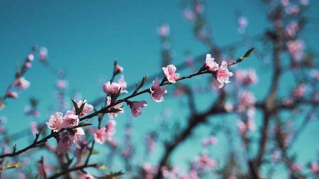 Moadim - Весна в разгаре