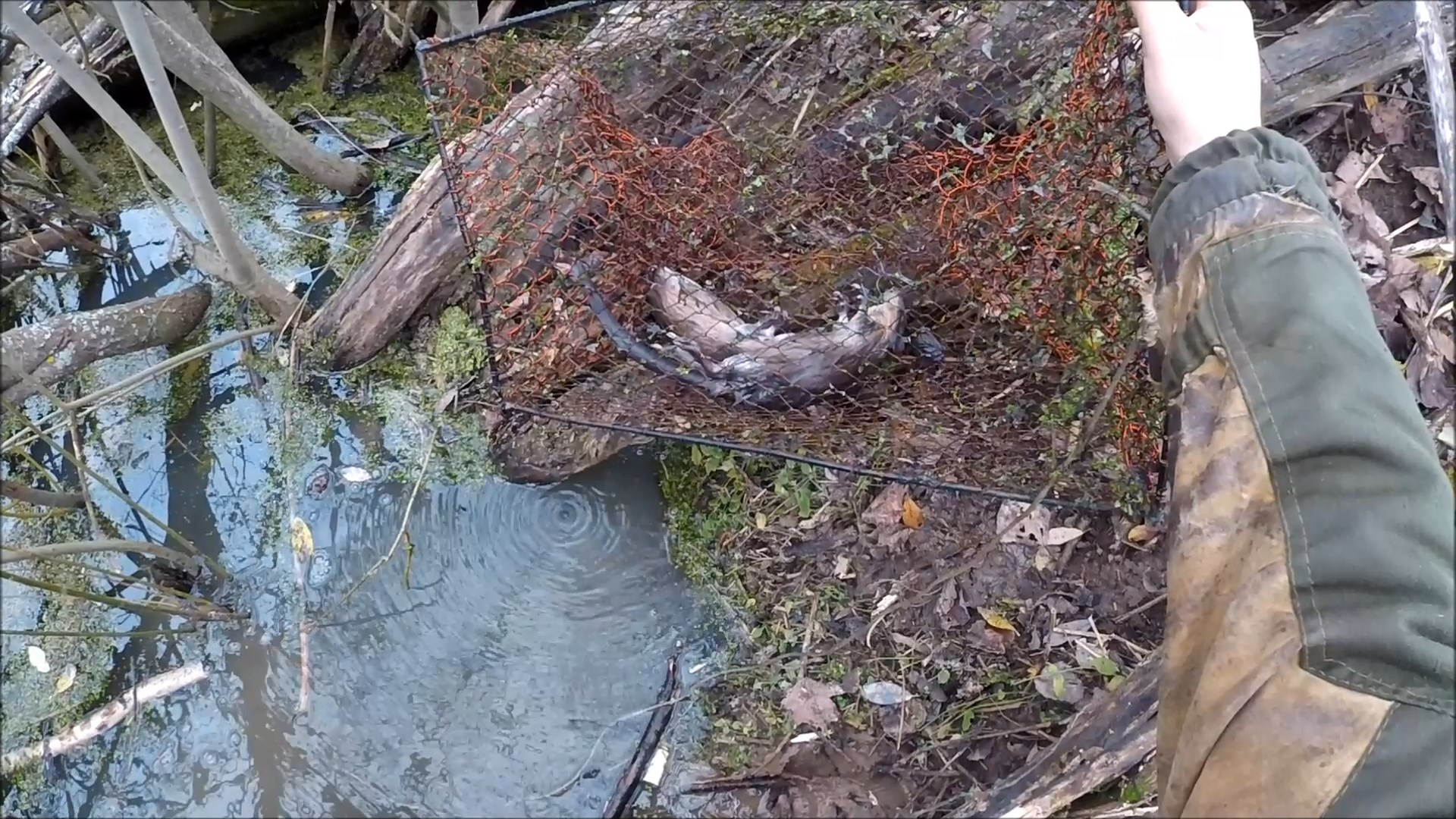 Охота на ондатру мордами на норе (Будни охотника и рыбака) смотреть онлайн