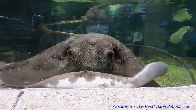 Скаты в открытом аквариуме / Океанариум в Екатеринбурге смотреть онлайн