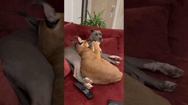 caracal vs dog //please subscribe 🙏 #cat #catlover #caracal смотреть онлайн