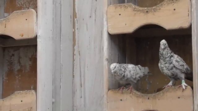 Мраморные голуби разных мастей! В гостях Валерия! смотреть онлайн