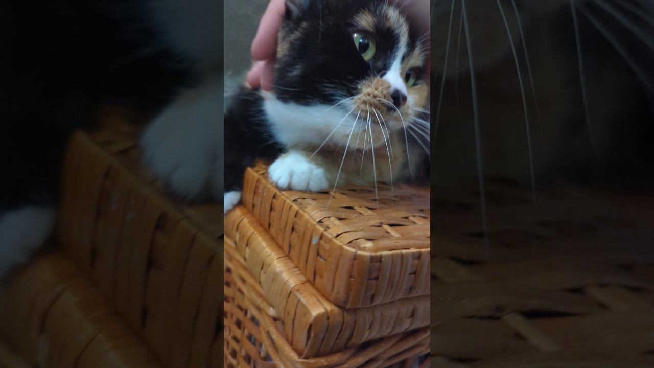 Кошка Буся меня любит :) сеанс глажки :) #shorts #cat #catlover смотреть онлайн