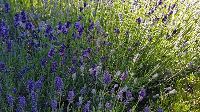 庭园花卉－薰衣草 Lavender смотреть онлайн