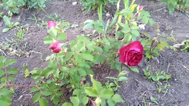 Rose!Роза Манстед Вуд(Munstead wood)!Особенности сорта!Первогодка!Питомник С.С.Овчарова!Остин 2007г смотреть онлайн
