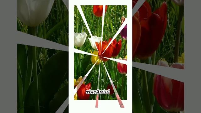 Кайырлы тан. Қайырлы таң. С добрым утром. Good morning #Shorts смотреть онлайн