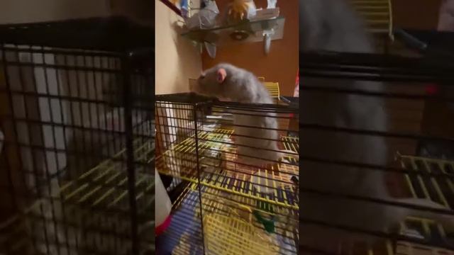 Огромный крыса Самсон. Huge rat Samson смотреть онлайн