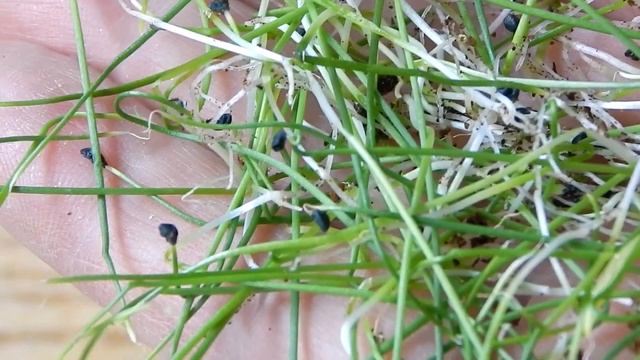 #2 Прореживание рассады лука-порея | Лук-порей. Выращивание от и до. смотреть онлайн