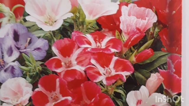 Годеция. Обзор семян цветов на 2022 год. смотреть онлайн