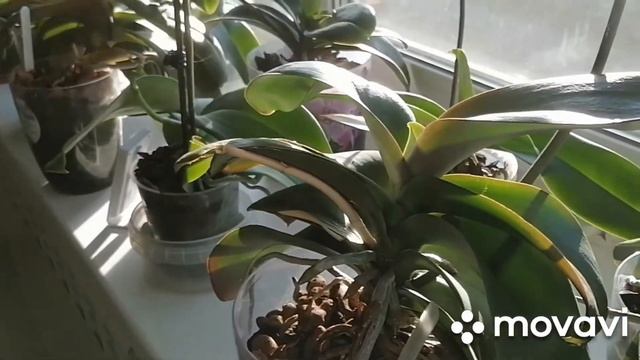 Супер коктейль для орхидей и др. растении. смотреть онлайн