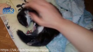 НОРКИ: как в нашем доме появился зверь. 2