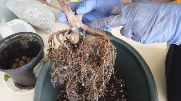 Реанимируем фикус Ficus elastica «Melany» "Институтский заморыш" (часть 2)