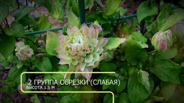 Клематис Мидори (Midori)