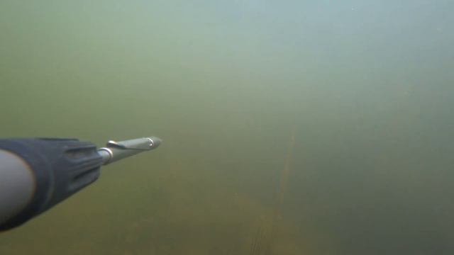 подводная охота на водохранилище. живой камыш. охота на сазана. смотреть онлайн