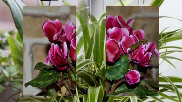 Энергетика комнатных растений. смотреть онлайн