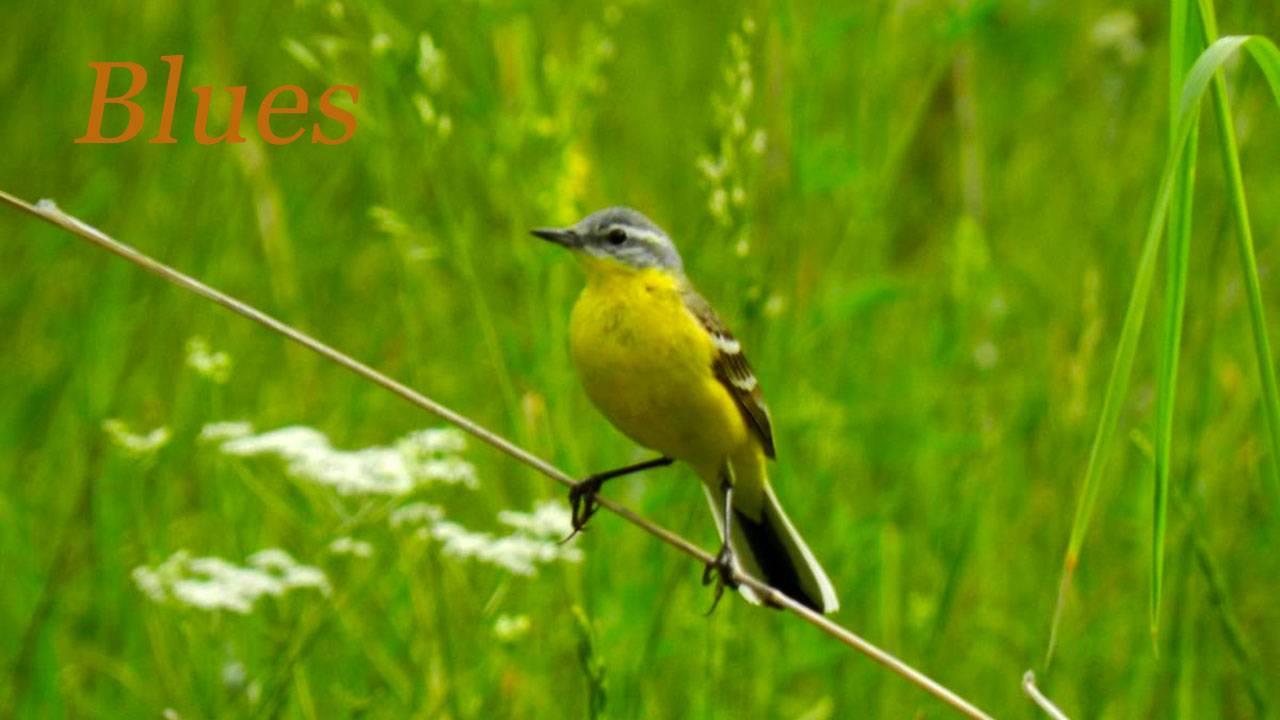 Блюз трясогузки 043. & Wagtail Blues.