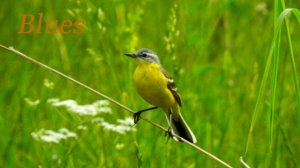 Блюз трясогузки 043. & Wagtail blues.