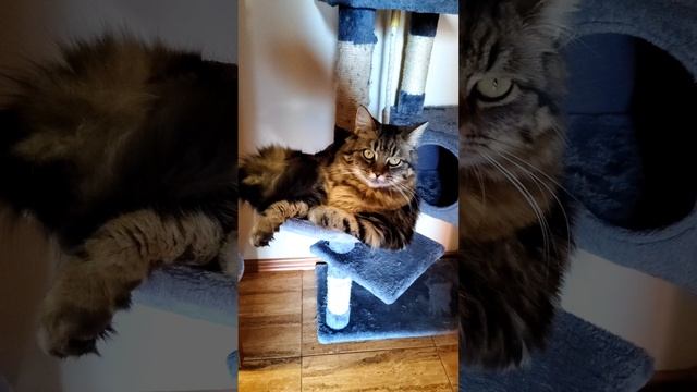 Очень приятно, царь!