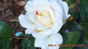 Роза чайно-гибридная Тру Лав (rose true love) ? роза Тру Лав обзор: как сажать саженцы розы Тру Лав