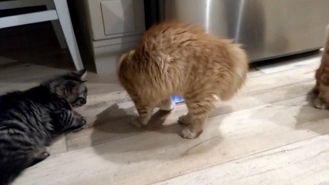 Кормушка с секретом :) смотреть онлайн