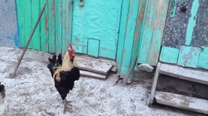 Пение Юрловского петуха 7 5 месяцев