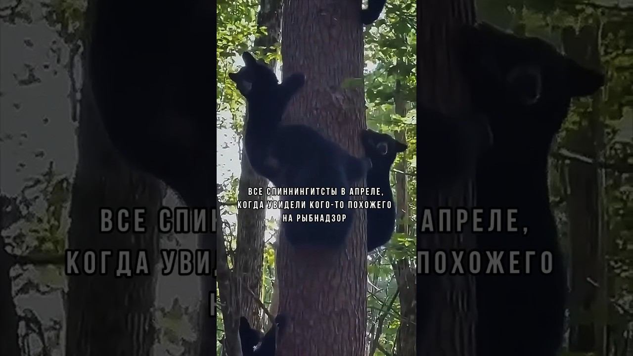 Нарушаем? ♂️ #юмор #мемы #рыбалка #рыбнадзор #рыбинспектор #рыболовныйзапрет #запрет #медвежата смотреть онлайн