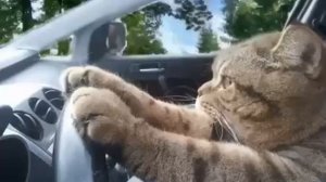 Кот за рулём (GIF)