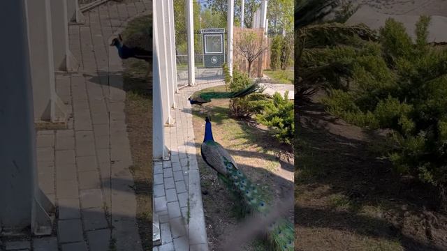 Московский зоопарк, апрель 2023