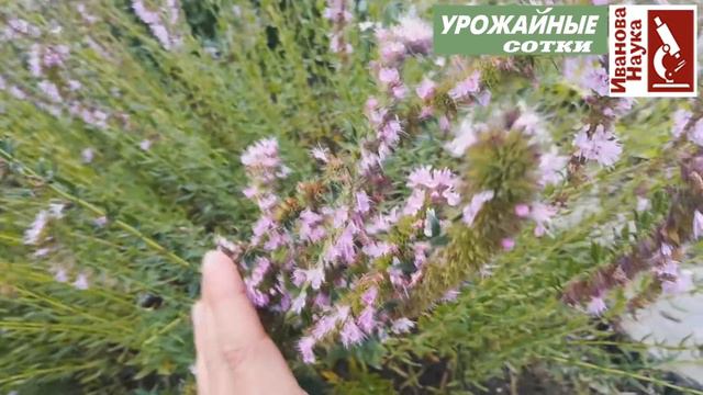 Потрясающее растение ИССОП Красивое ароматное лечит кашель и варикоз привлекает шмелей и пчел смотреть онлайн