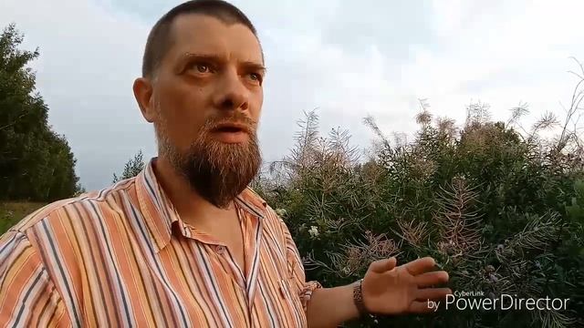 Про ИВАН-ЧАЙ, Таволгу, Золотарник, Скручивание чая на доске смотреть онлайн