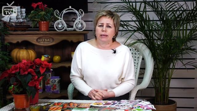 Семена капусты ? Топ 9 лучших сортов белокочанной капусты ? Агрофирма ГАВРИШ смотреть онлайн