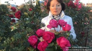 Шикарная Роза Барон Эдмон дэ Ротшильд  Barone Edmond de Rothschild