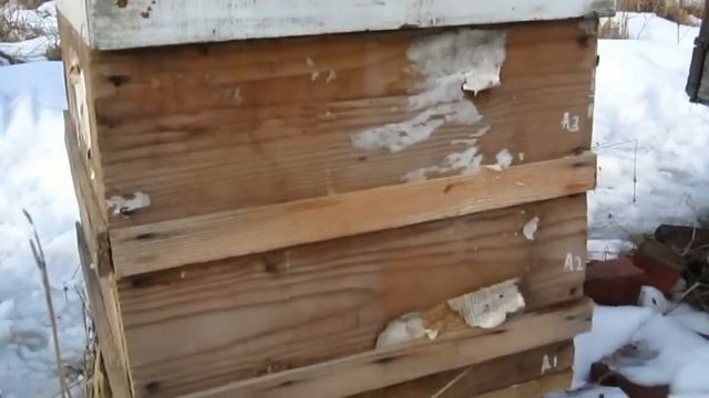 #Пчеловодство. Сбор пчелиного подмора. Как правильно просушить пчелиный подмор для лекарств. смотреть онлайн