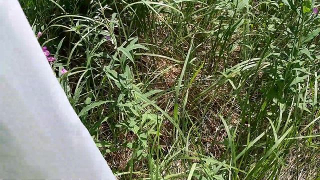 Способ приготовления Иван чая, часть 1 смотреть онлайн