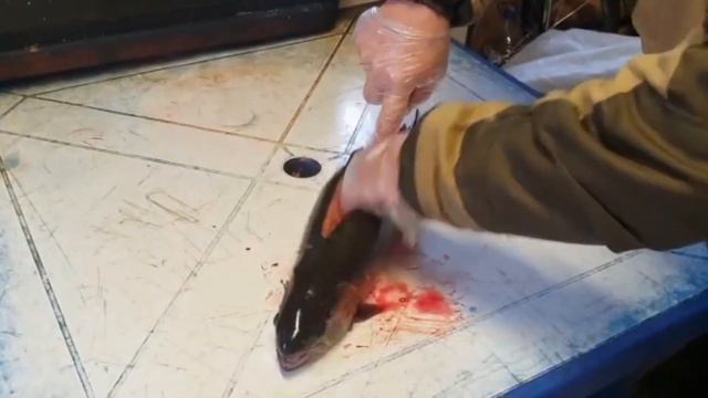 Цвет мяса форели с нового привоза смотреть онлайн