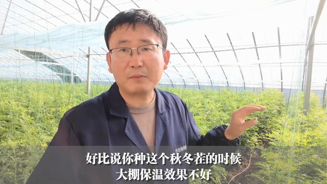 番茄换一种管理方法，换头效果如何？适合长茬栽培 смотреть онлайн