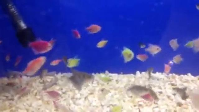 Прикольные рыбки! смотреть онлайн