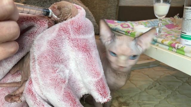 Показываю,как первый раз прикармливаю котят Сфинкса? и чем? смотреть онлайн