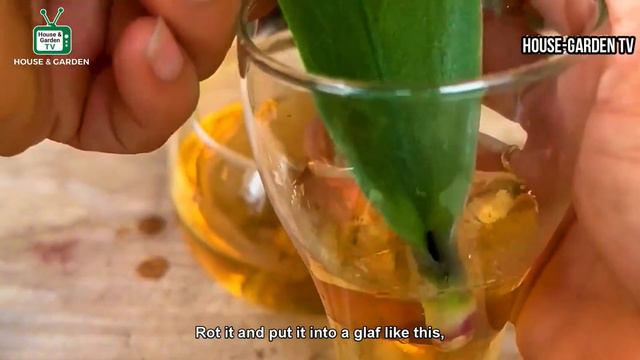 The magic is that I can make the Phalaenopsis with only one leaf take root & grow leaves every time смотреть онлайн