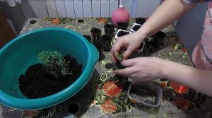 ПИКИРУЕМ ТИМЬЯН ПРОЩЕ ПРОСТОГО!!!