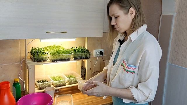 Как вырастить микрозелень горчицы? Руководство для начинающих. смотреть онлайн