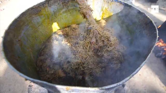 Aceite de palma, fuente de empleo para comunidades marfileñas смотреть онлайн