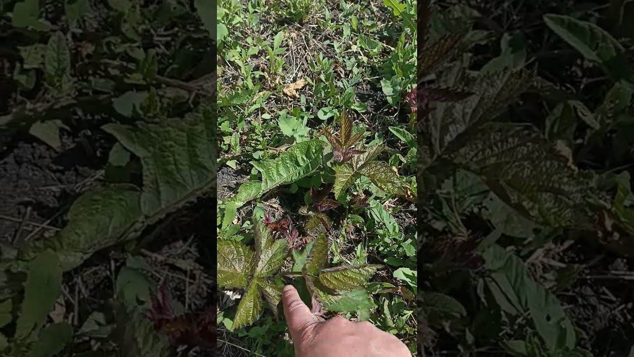 Какая ежевика в Пензенской области перезимовала без укрытия? смотреть онлайн