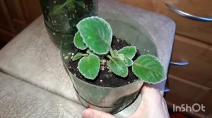 ГЛОКСИНИЯ. Уход за глоксинией.Удаляем пасынки у глоксинии. Полив и удобрения.