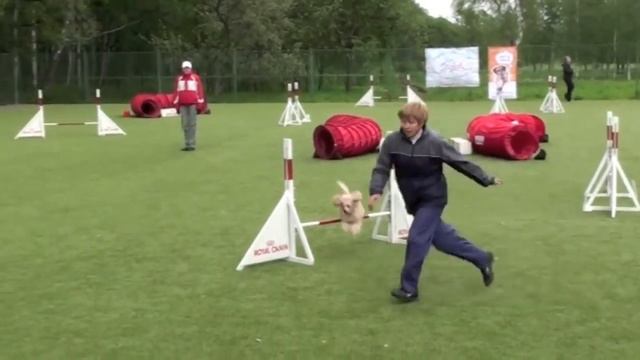 Чемпионат СПб по аджилити, 02.06.2012 г., Городская Собака V35 смотреть онлайн