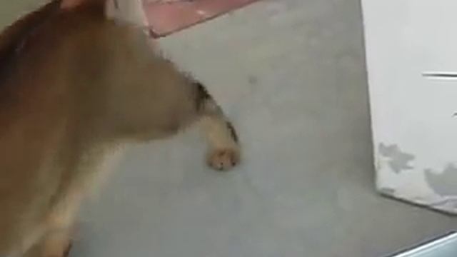 Чаузи F1 и собака